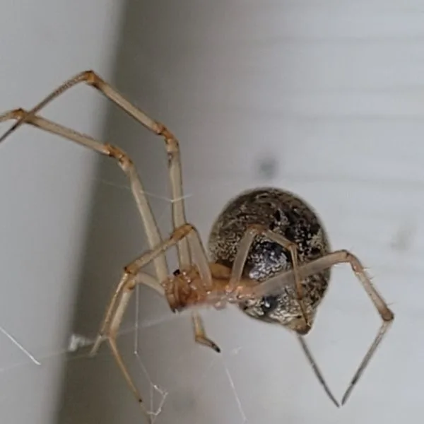 Common House Spider (Parasteatoda tepidariorum) in a corner in its web in Marion Township, Missouri, USA