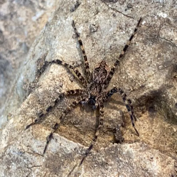 Dark Fishing Spider (Dolomedes tenebrosus) on a rock at Mastodon State Historic Site, Imperial, Missouri, USA