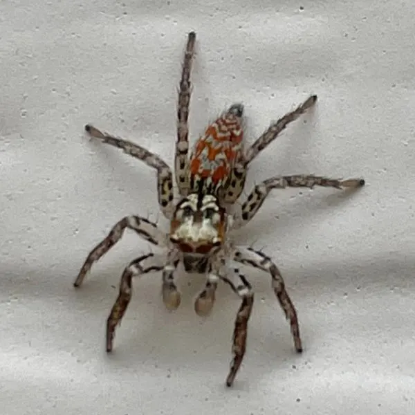 Dimorphic Jumping Spider (Maevia inclemens) against a white background in Columbia, Missouri, USA