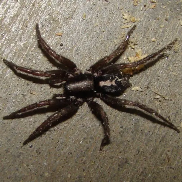 Eastern Parson Spider (Herpyllus ecclesiasticus) on concrete in Boone County, Missouri, USA