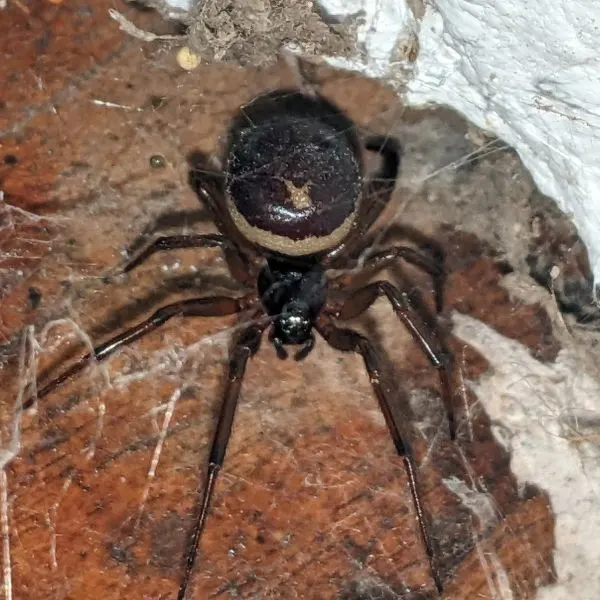 False Black Widow (Steatoda grossa) on a web in a wall corner in Puembo, Ecuador