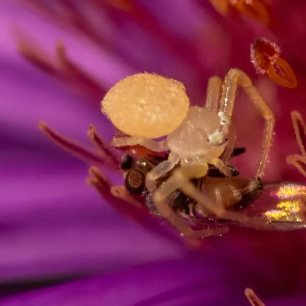 Goldenrod Crab Spider (Misumena vatia) on a flower in Greene County, Missouri, USA