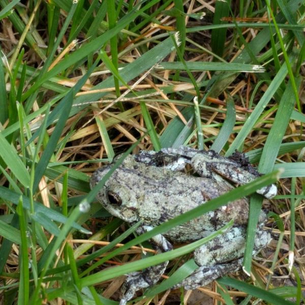 Gray Treefrog (Dryophytes versicolor) in the grass at Campbell County, Kentucky, USA