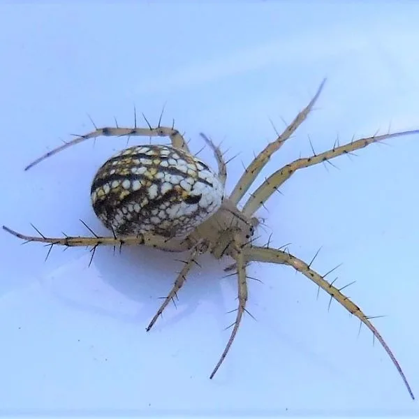 Lined Orbweaver (Mangora gibberosa) on a white background in Franklin County, Missouri, USA