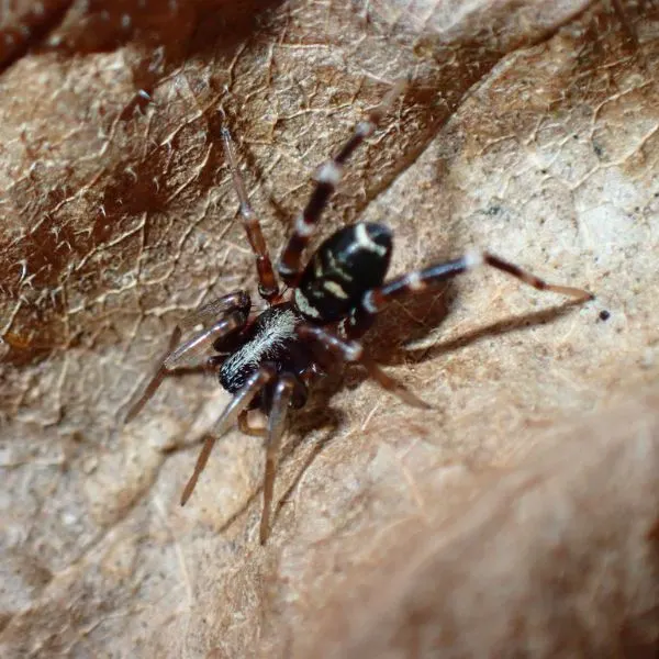 Long-palped Ant-mimic Sac Spider (Castianeira longipalpa) on a dry leaf in McDonald County, Missouri, USA