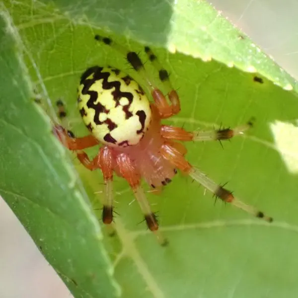 Marbled Orbweaver (Araneus marmoreus) in a leaf in McDonald County, Missouri, USA