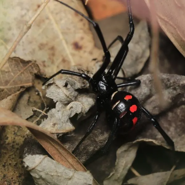 Northern Black Widow (Latrodectus variolus) in some dry leaves in Jefferson County, Missouri, USA