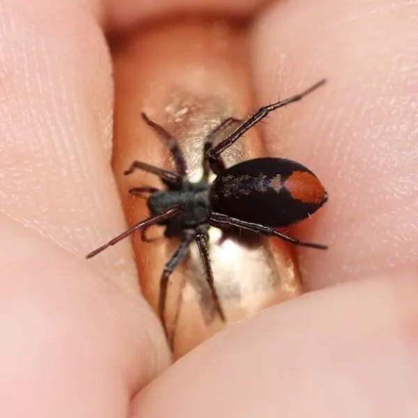 Red-spotted Ant-mimic Sac Spider (Castianeira descripta) on someone's ring in Stevens County, Minnesota, USA