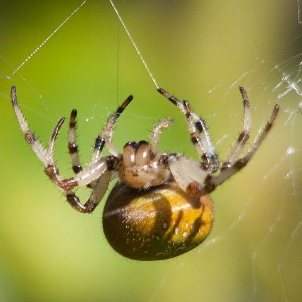 Shamrock Orbweaver (Araneus trifolium) hanging from its web at The Presidio, California, USA