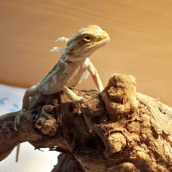 Shedding young bearded dragon