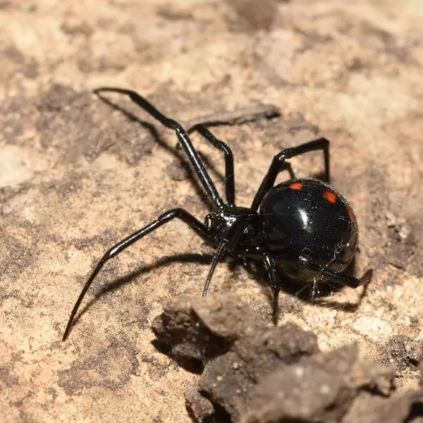 Southern Black Widow (Latrodectus mactans) on a rock in Hillsboro, Missouri, USA
