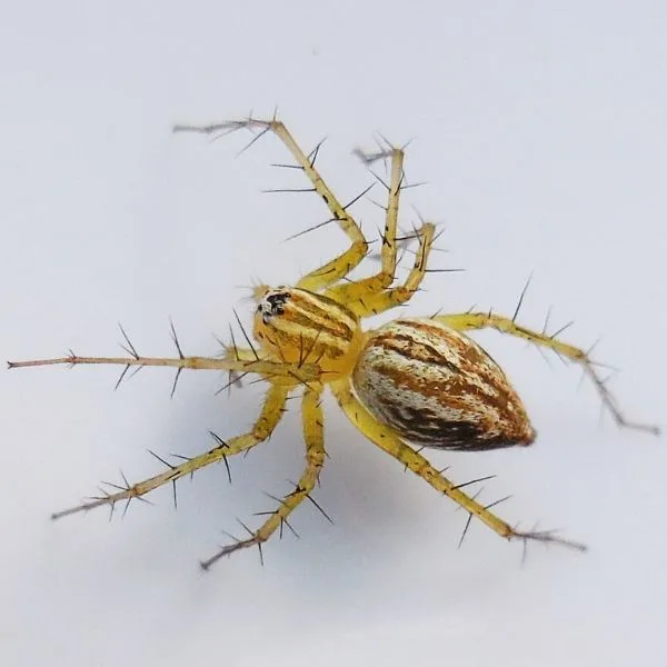 Striped Lynx Spider (Oxyopes salticus) on a white background near Deer Lake Savanna, Missouri, USA