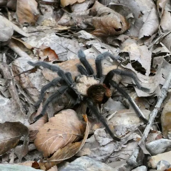 Texas Brown Tarantula (Aphonopelma hentzi) in dry leaves and sticks in Branson, Missouri, USA