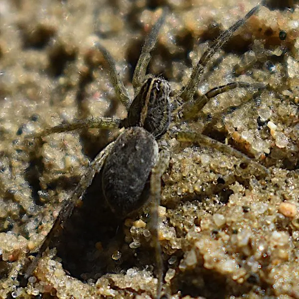 Wetland Giant Wolf Spider (Tigrosa helluo) in grainy sand in Forest Lake in Adair County, Missouri, USA