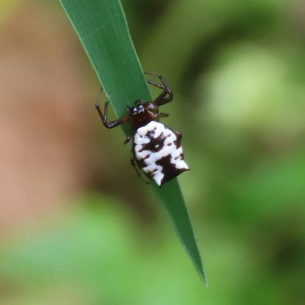 White Micrathena (Micrathena mitrata) hanging onto a leaf in Weston, Missouri, USA