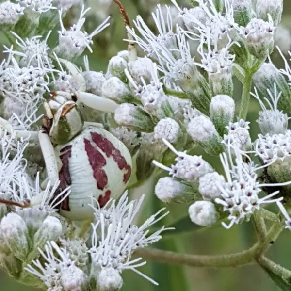 White-banded Crab Spider (Misumenoides formosipes) hanging onto white flowers in Howell County, Missouri, USA