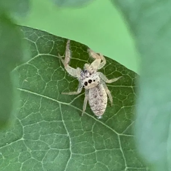 White-jawed Jumping Spider (Hentzia mitrata) on a leaf in Troy, Missouri, USA