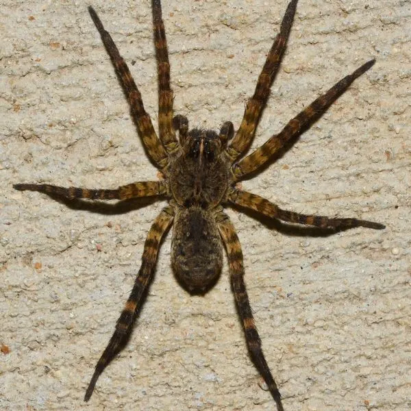 Woodland Giant Wolf Spider (Tigrosa aspersa) on light concrete in Don Robinson State Park, Missouri, USA