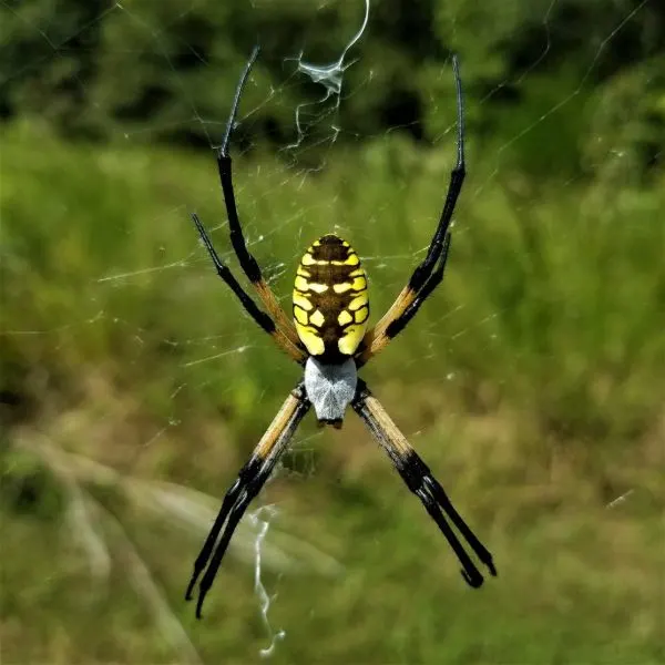 Yellow Garden Spider (Argiope aurantia) on a web in grass in Howell County, Missouri, USA