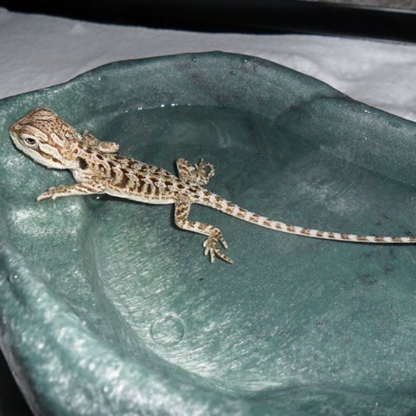 Young beardie soaking in a soaking dish