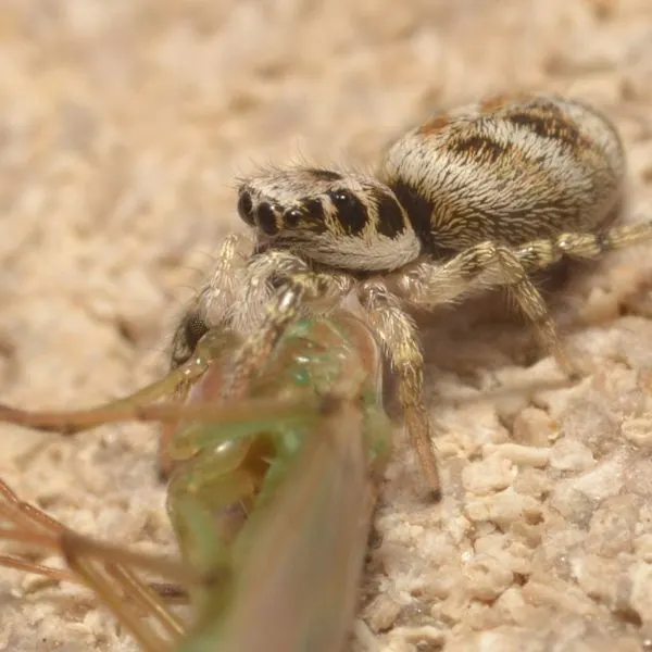 Zebra Jumping Spider (Salticus scenicus) carrying a bug on white pebbles in Chesterfield, Missouri, USA