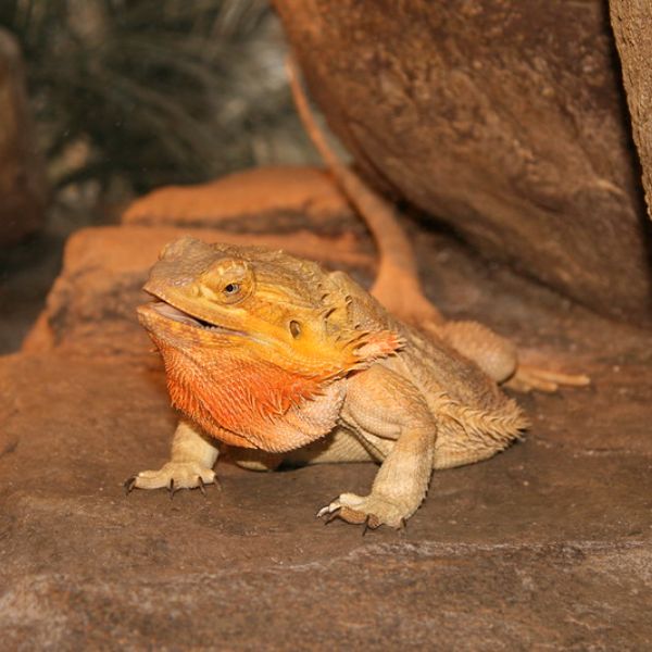 large bearded dragon looking stunned