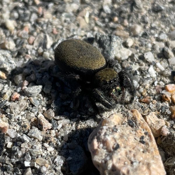 Apache Jumping Spider (Phidippus apacheanus) on rocks and pebbles in Longmont, Colorado, USA