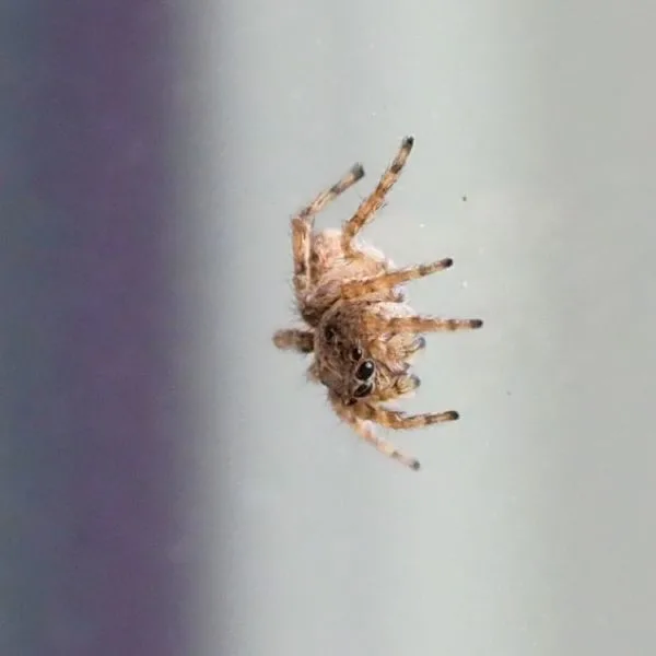 Asiatic Wall Jumping Spider (Attulus fasciger) against a glass window near Twin Lakes, Boulder, Colorado, USA