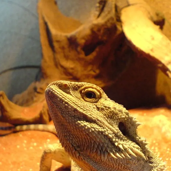 Bearded dragon taking in the heat of its tank lamp