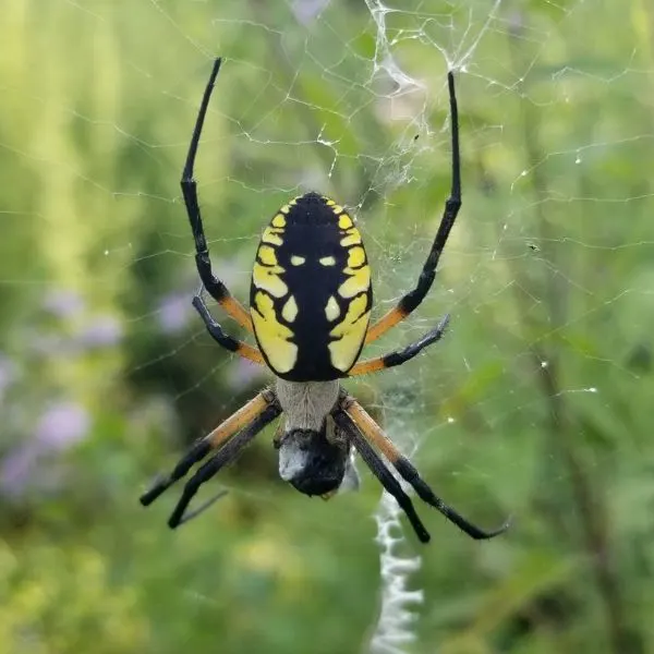 Black and Yellow Garden Spider (Argiope aurantia) on its web in Hardwick Township, New Jersey, USA