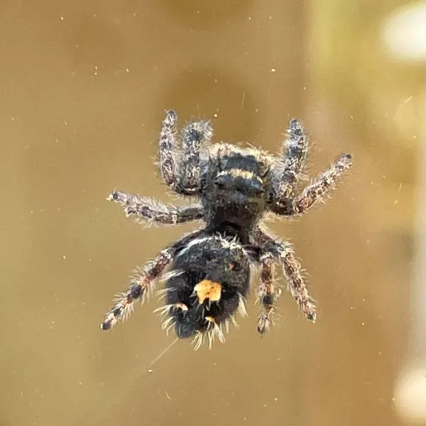 Bold Jumping Spider (Phidippus audax) on a web in Englewood, Colorado, USA