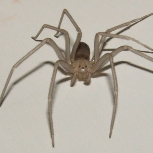 Brown Recluse (Loxosceles reclusa) on a white floor in German Township, Indiana, USA