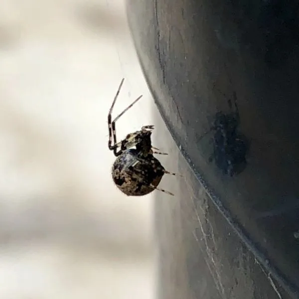 Common House Spider (Parasteatoda tepidariorum) on a black flower pot in Parker, Colorado, USA