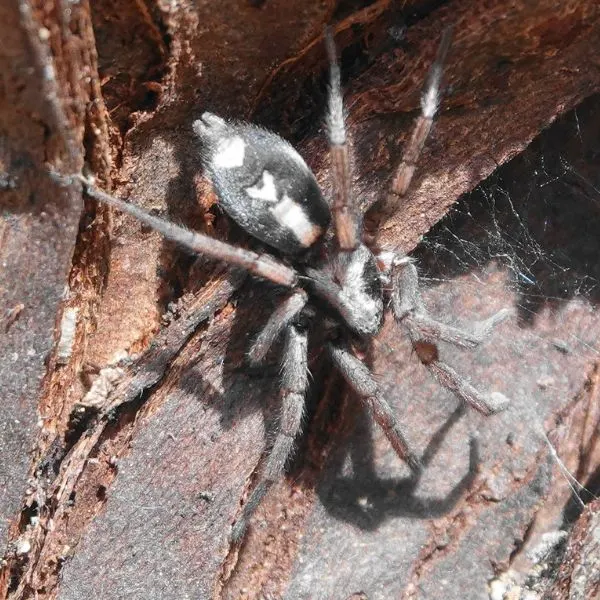 Eastern Parson Spider (Herpyllus ecclesiasticus) on a woody corner in Boulder, Colorado, USA