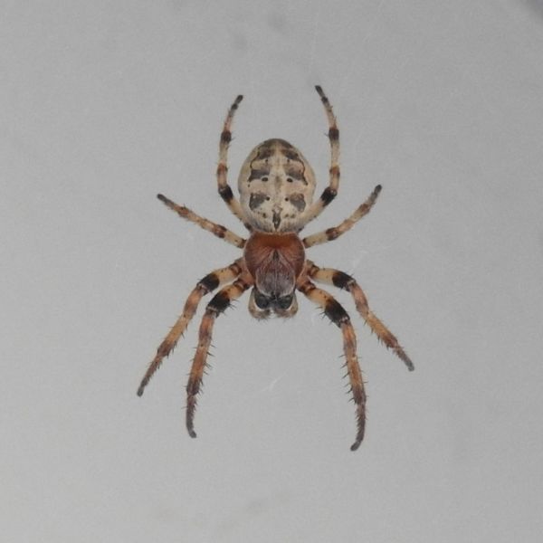 Furrow Spider (Larinioides cornutus.) on a white background in Butler County, Ohio, USA