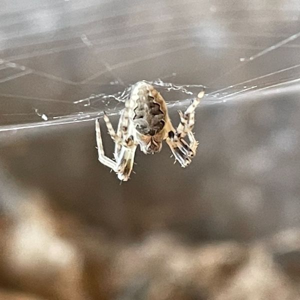 Grey Cross Spider (Larinioides sericatus) hanging onto a web in Littleton, Colorado, USA