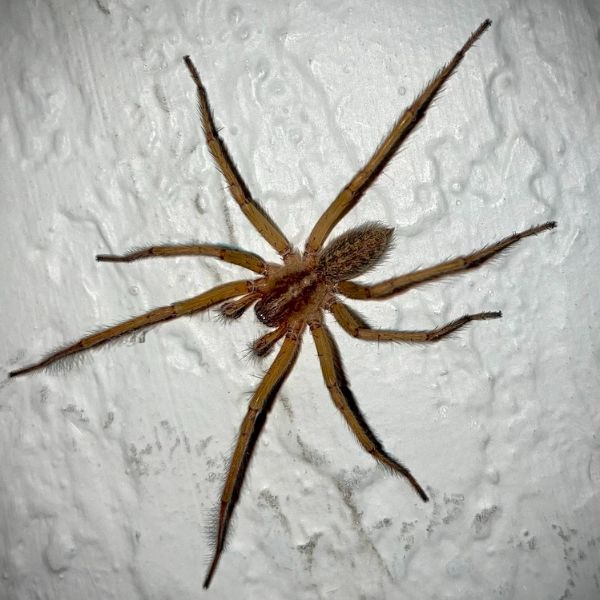 Hobo Spider (Eratigena agrestis) on a white wall in Westminster, Colorado, USA