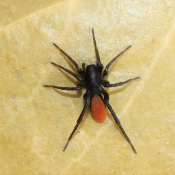 Red-spotted Ant-mimic Sac Spider on a light brown-green leaf in Colorado Springs, Colorado, USA