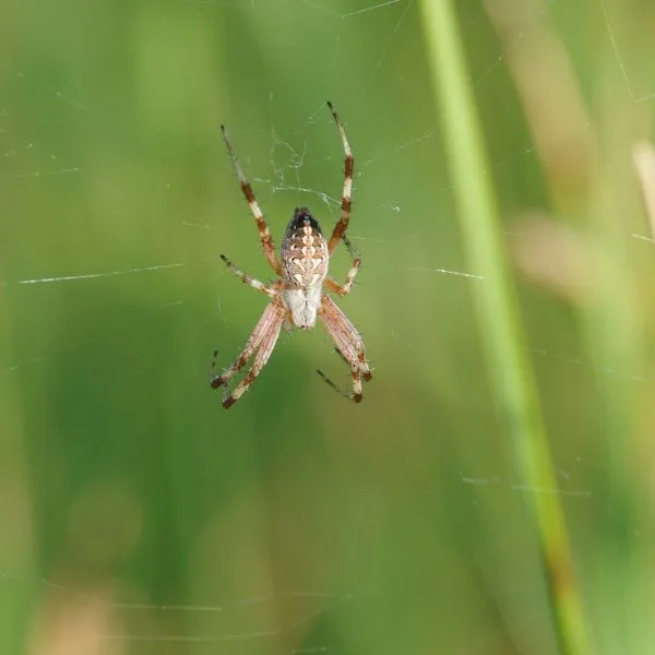 Western Spotted Orbweaver (Neoscona oaxacensis) hanging on its web in Pueblo County, Colorado, USA