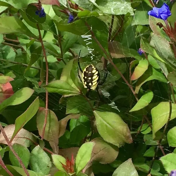 Yellow Garden Spider (Argiope aurantia) in its web inside a bush in Colorado Springs, Colorado, USA