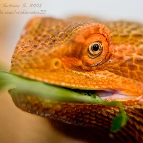 angry-looking bearded dragon