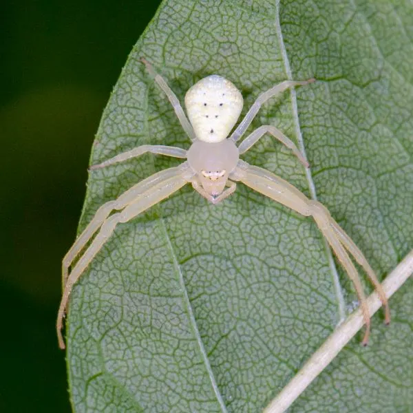 American Green Crab Spider (Misumessus oblongus) on a leaf at Bunker North Flatwoods, Illinois, USA