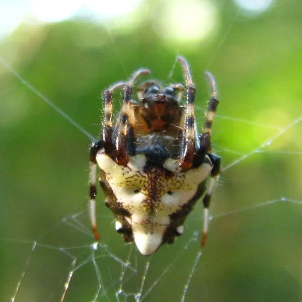 Arrowhead Orbweaver (Verrucosa arenata) on its web in Macoupin County, Illinois, USA