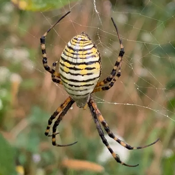 Banded Garden Spider (Argiope trifasciata) on its web in Joliet, Illinois, USA