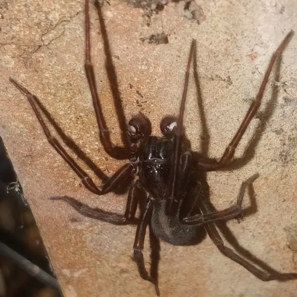 Black Laceweaver (Amaurobius ferox) on a wall at Wicker Park, Chicago, Illinois, USA