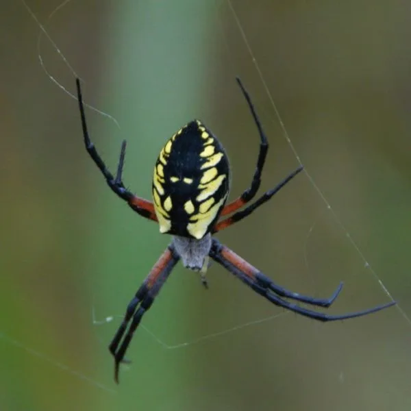 Black and Yellow Garden Spider (Argiope aurantia) hanging onto it's web in Lake County, Illinois, USA