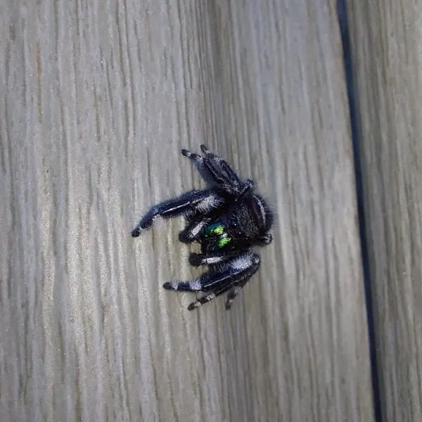 Bold Jumping Spider (Phidippus audax) on a wooden wall in Savoy, Illinois, USA