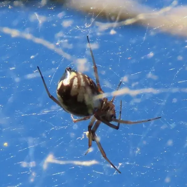 Bowl and Doily Spider (Frontinella pyramitela) in its web in Ashmore, Illinois, USA