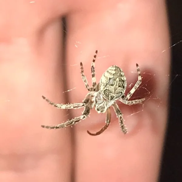 Bridge Orbweaver (Larinioides sericatus) on its web in front of someone's hand in Chicago, Illinois, USA