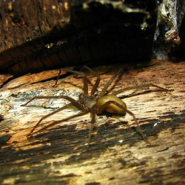 Brown Recluse (Loxosceles reclusa) on a piece of wood in Jersey County, Illinois, USA